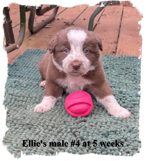 ABCA R/W male Border Collie out of working stock at 5 weeks